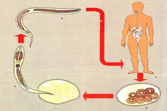 Development life cycle of parasites