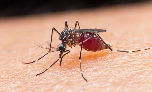 the mosquito is the carrier of protozoan parasites and malaria