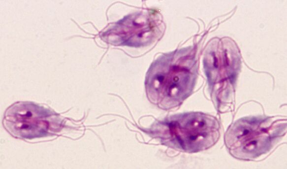 the simplest parasites of the bulbs in the human body