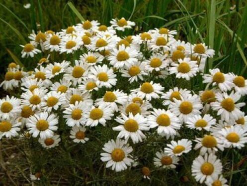 chamomile from parasites on the body