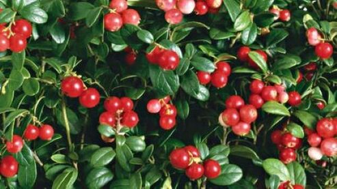 lingonberries from parasites on the body