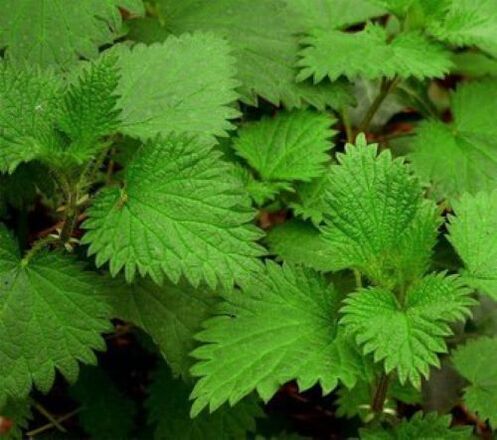 nettle from parasites on the human body