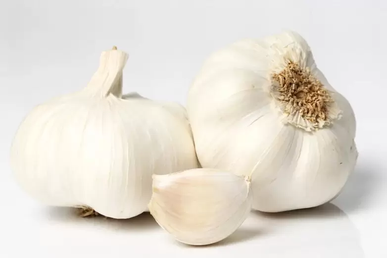 garlic against pests